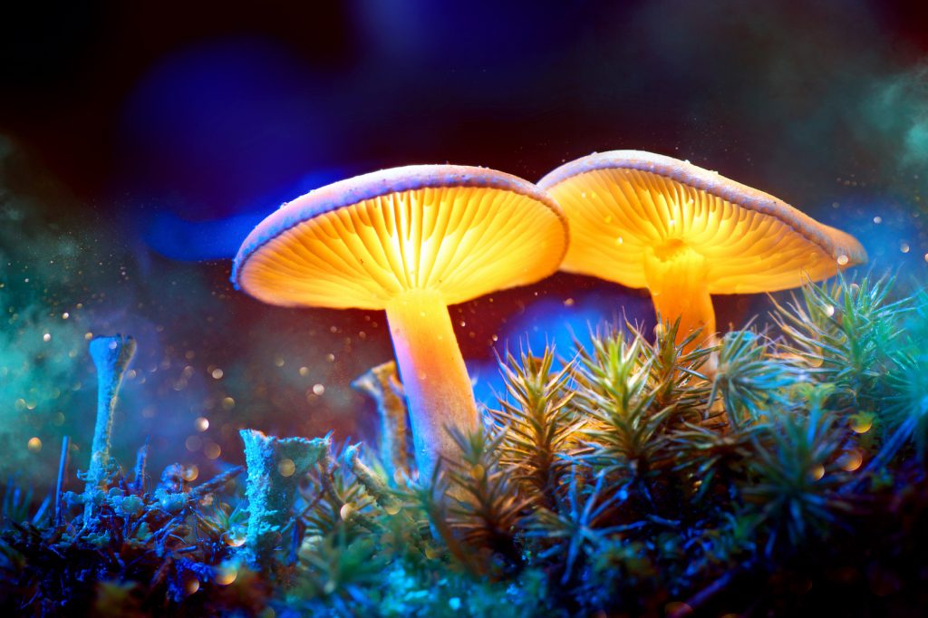 Magic mushroom -Psilocybin ceremony