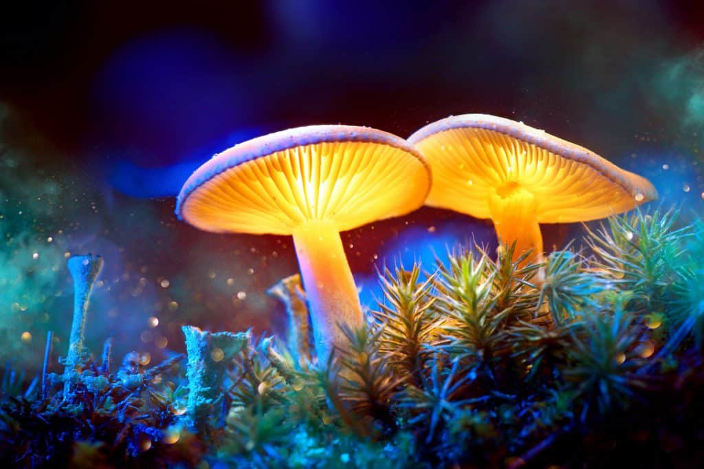Magic mushroom -De terugkeer van psilocybine als medicijn