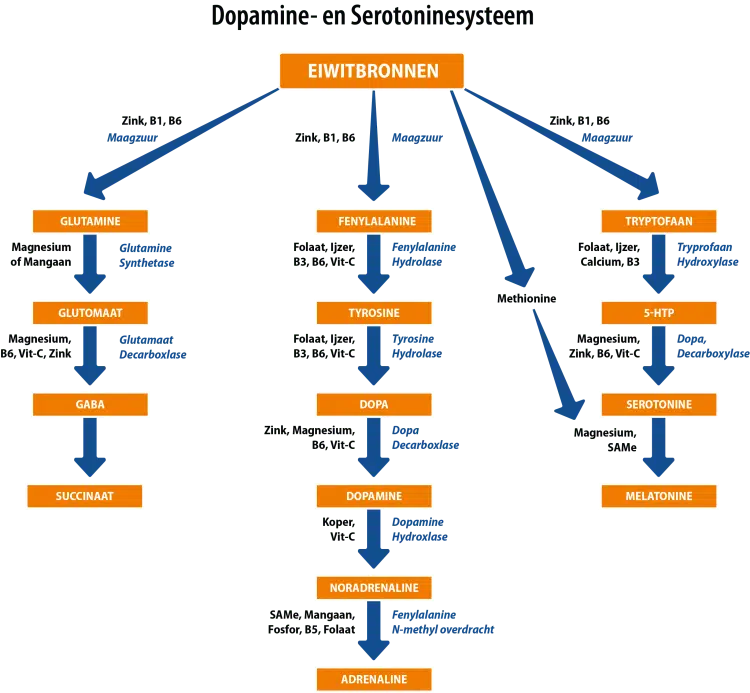 https://triptherapie.nl/wp-content/uploads/2019/01/vorming-Dopamine-Serotonine-melatonine-GABA-adrenaline.png.webp