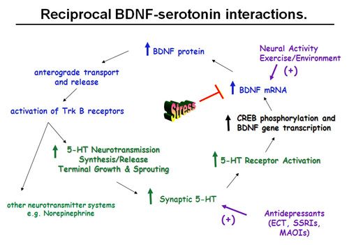 5htp BDNF -The relationship between BDNF, depression, nutrition, exercise and magic mushrooms