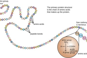 aminozuren naar eiwit -Forum