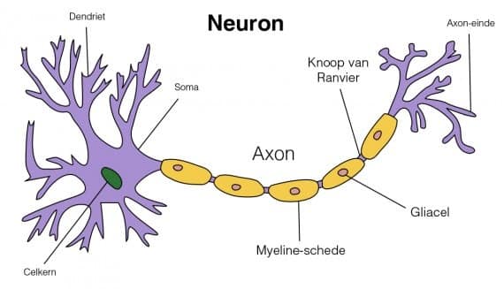 neuron -Psilocybine en LSD tegen Alzheimer, Parkinson en ziekte van Huntington