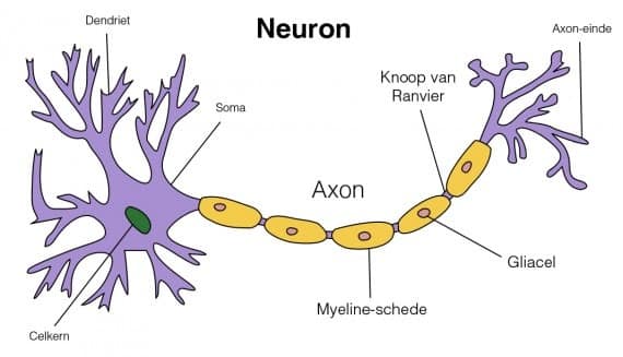 neuron -Psychedelic therapy against mental disorders