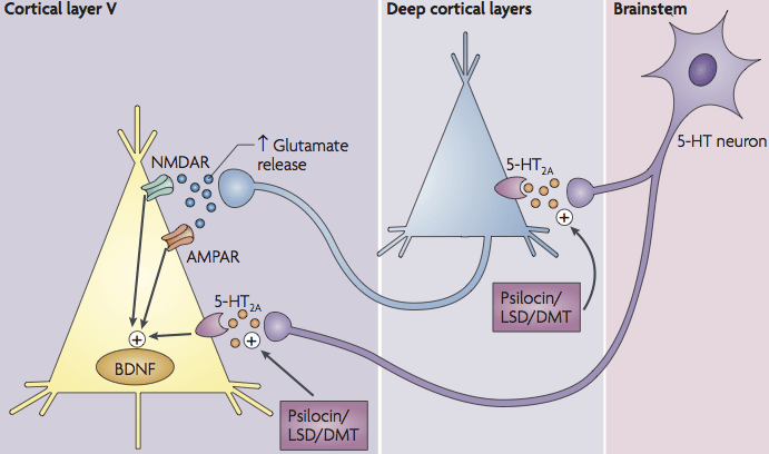 psilocybine en 5htp receptor -Kunnen paddo's multiple sclerose genezen?