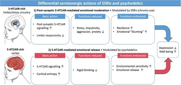 SSRi vs. Psychedelika – Psilocybin und Antidepressiva