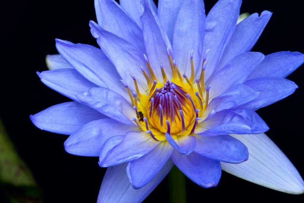 blue lotus -Blue lotus during truffle ceremony