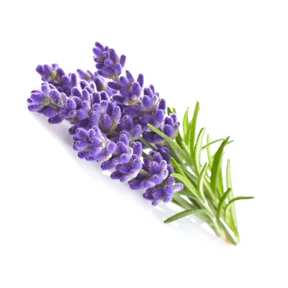 Lavendel – Erweiterte Psiloflora-Zeremonie