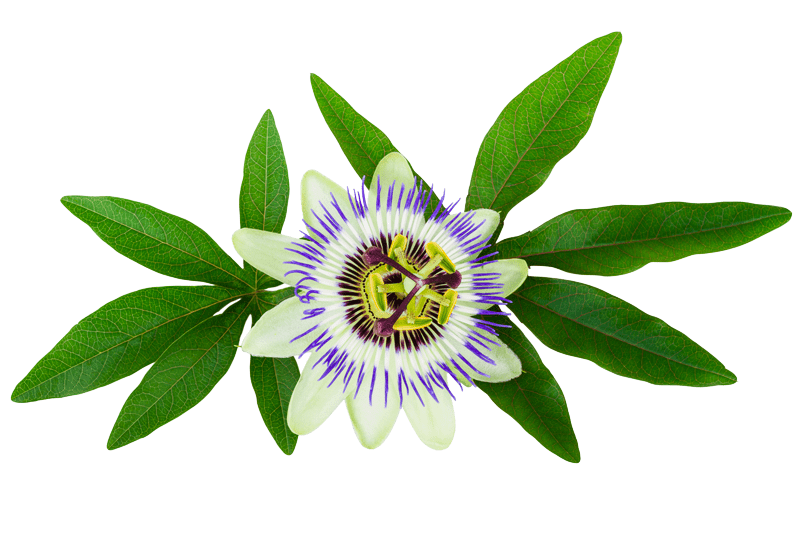 passiflora -Psilohuasca ceremonie