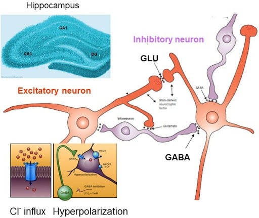 GABA glutamate hippocampus -Bad or good trip? Glutamate is decisive