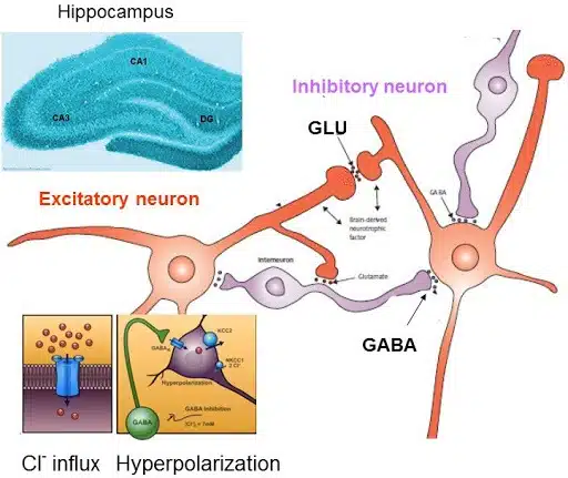 https://triptherapie.nl/wp-content/uploads/2020/06/GABA-glutamaat-hippocampus.jpg.webp