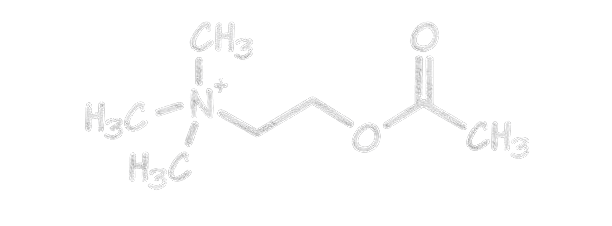 Acetylcholin-Molekül e1680783611984 – Der Neurotransmitter Acetylcholin