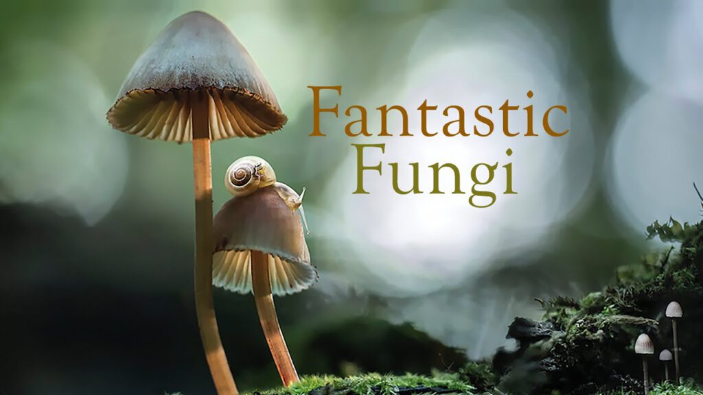 fantastic fungi scaled -Viewing tip: Fantastic Fungi
