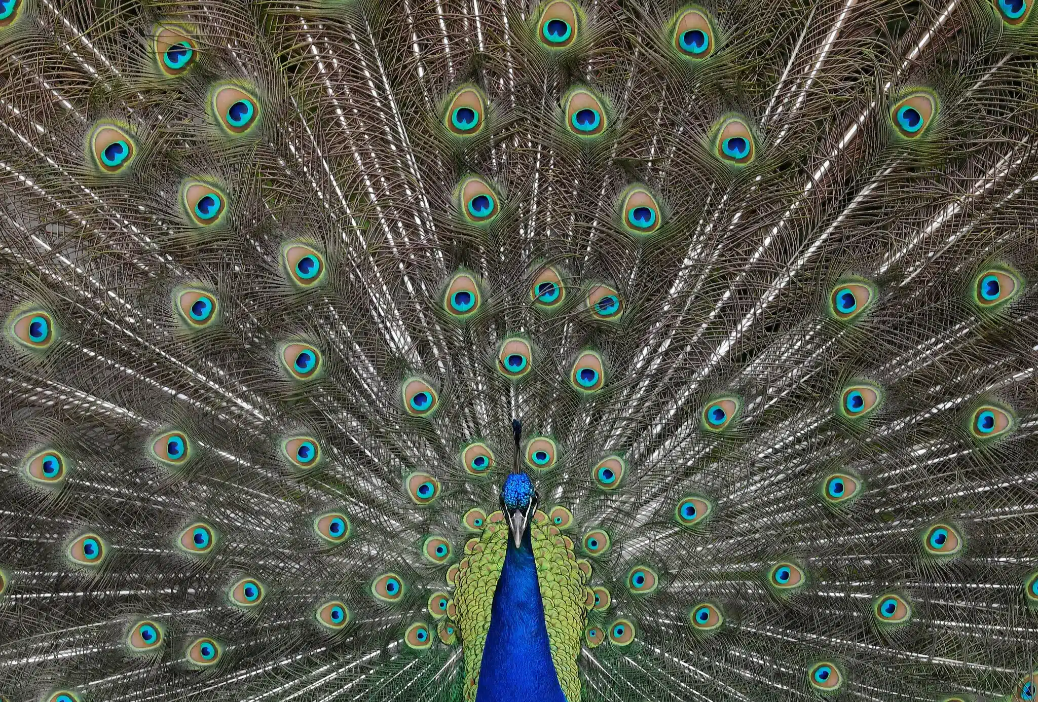peacock -Blog