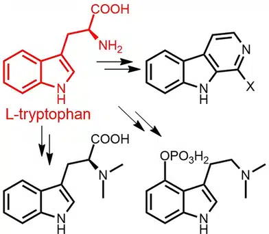 tryptophan psilocin -Macrodosing works better than microdosing