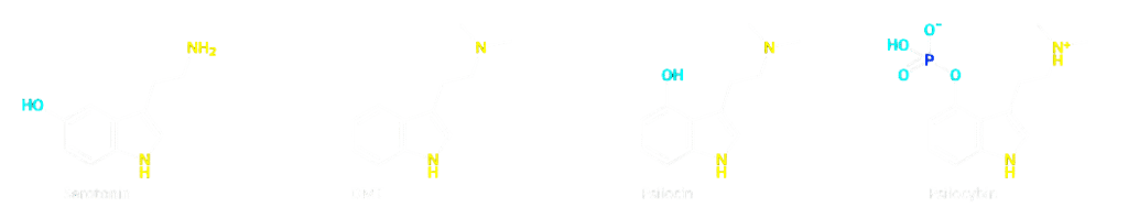 Psilocybine psilocine -Psiloflora ceremonie