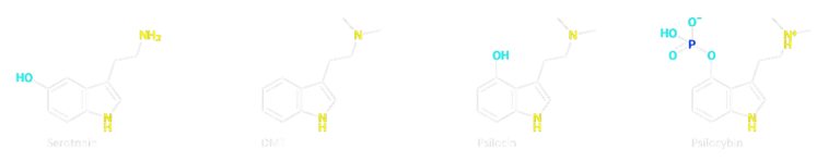 https://triptherapie.nl/wp-content/uploads/2023/11/DMT-psilocine-serotonine-768x148.png