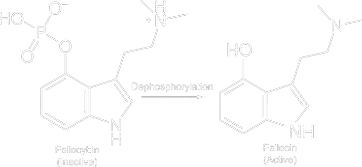 https://triptherapie.nl/wp-content/uploads/2023/11/psilocine-psilocybine-fosfatase.png