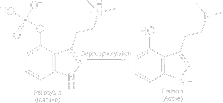 https://triptherapie.nl/wp-content/uploads/2023/11/psilocine-psilocybine-fosfatase.png.webp