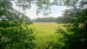 Duitstalige psychedelische therapie voor klanten uit Duitsland Psychedelische therapie den bosch Psychedelische sessie in s-Hertogenbosch
