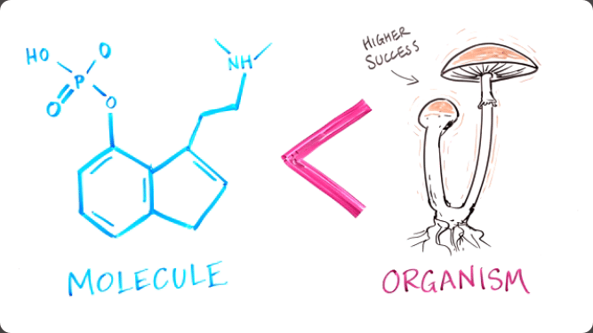 Psilocybin vs paddo therapie -Waarom paddo therapie legaal moet worden