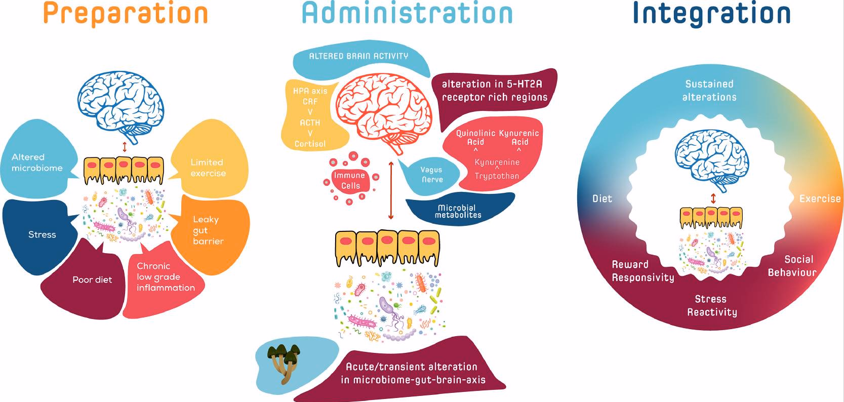 How psilocybin affects gut microbes psilobiome Research on psilocybin on intestines