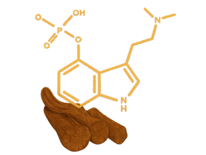 Psilohuasca combination: psilocybin and caapi