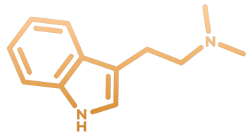 DMT-Molekül (Ayahuasca)