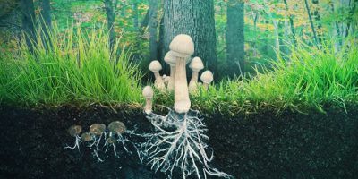 https://triptherapie.nl/wp-content/uploads/elementor/thumbs/Truffel-mushroom-ceremony-onoceconol0jg3hzzw11f1ol4vg6ef85zcvgs9hrsw.jpg