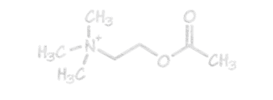 acetylcholine molecuul
