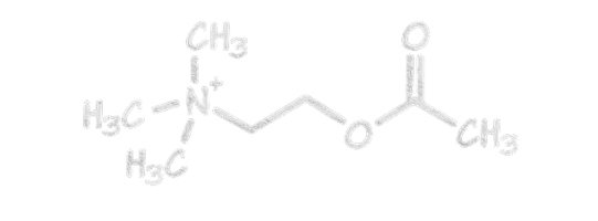 acetylcholine molecule