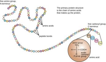 aminozuren naar eiwit