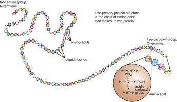 amino acids to protein