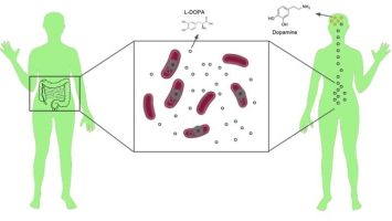 gut dopamine