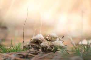 Mushroom ceremony