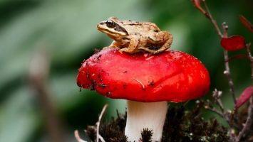 Toad sitting on a mushroom